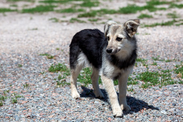 the dog a little puppy on the street.