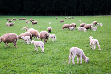 Obraz na płótnie Canvas Herd of sheeps enjoying the nature and eating grass