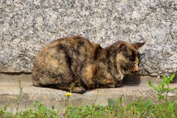 幸せな野良猫