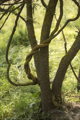 Climbing wooden vines hanging in a tree near Letea village, Danube Delta area, Romania, in a summer sunny day