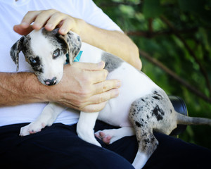 Man holding Catahoula leopard puppy-adoption contest