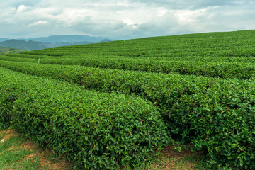 Fototapeta na wymiar Green tea plantations