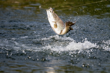 surface action of barramundi wheb it hit to the bait in the fishing tournament

