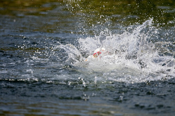 surface action of barramundi wheb it hit to the bait in the fishing tournament