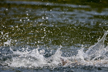 Obraz premium surface action of barramundi wheb it hit to the bait in the fishing tournament