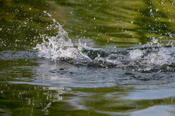 surface action of barramundi wheb it hit to the bait in the fishing tournament