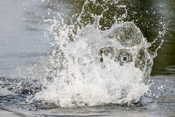 surface action of barramundi wheb it hit to the bait in the fishing tournament © wonderisland