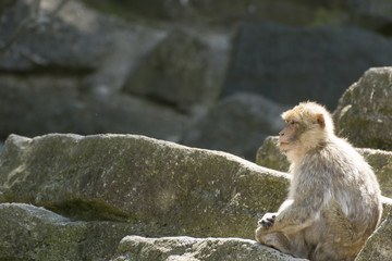 Monkey relaxes and poses on rocks