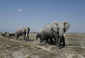 2016083 Amboseli National Park, Kenya. Amboseli har en Kenyas starkaste elefantgrupper...Foto:Jan Fleischmann