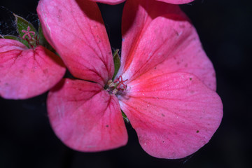 A flower with five bright pink petals on a dark background with green leaves. Macro