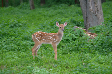 Naklejka na ściany i meble Spotted deer in the forest on green grass