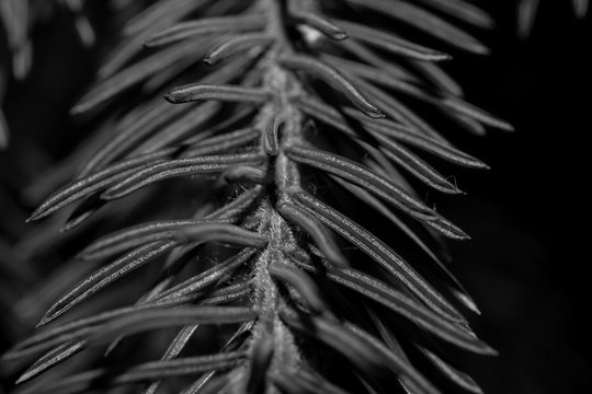 Long needles of pine in a black and white version. Macro