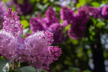 Large branches of lilac blossoms in sunny weather