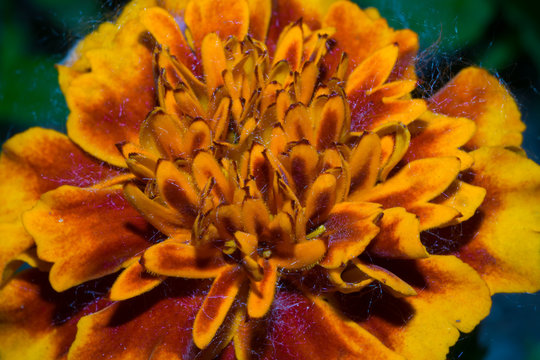 The flower is marigold, with yellow orange dense petals, on which lie the poplar fluff. Macro