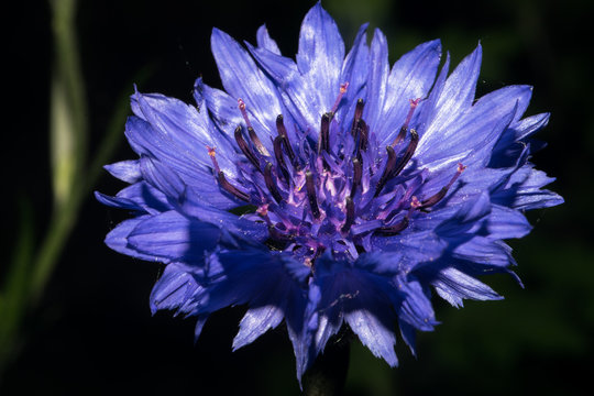 A flower with bright blue petals on a dark background. Macro
