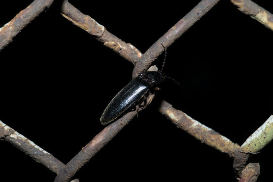 The black beetle crawls along the rusty grid. On a dark background. Macro