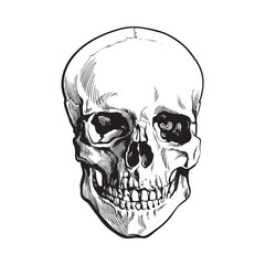 Hand drawn human skull, anatomical model, black and white sketch style vector illustration isolated on white background. Realistic front view hand drawing of human skull