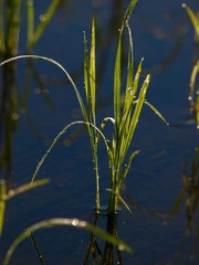 ricefield/Minamiuonuma,Niigata