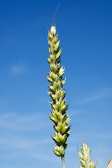 Field of wheat on beautiful day