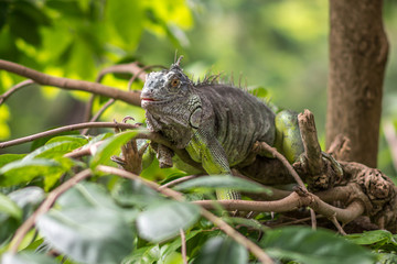 Green Iguana