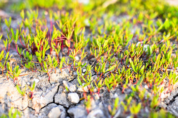 Green Grass sprouts and ground at spring