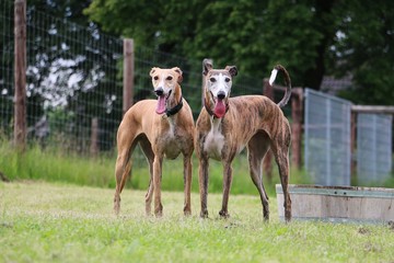 happy galgos im garten nach einer rennerei