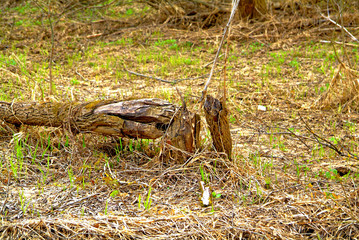 Obraz premium tree gnawed by the beaver, spring in Russia
