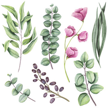 Botanical Set of Watercolor Herbs and Flowers