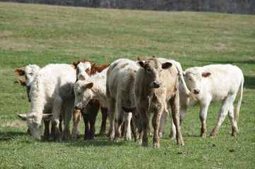 Fototapeta na wymiar Herd of Cattle