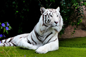 Fototapeta na wymiar White tiger in a zoo portrait