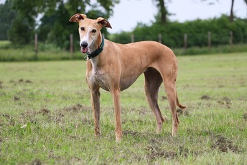 windhund steht im Park