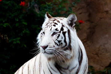 White tiger in a zoo portrait