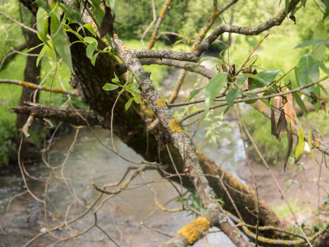 Deseased branch of tree witn yellow lichen