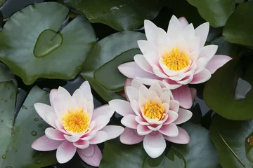 Photo sur Plexiglas fleur de lotus Beautiful waterlilies or lotus flowers