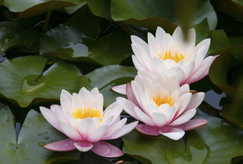Beautiful waterlilies or lotus flowers