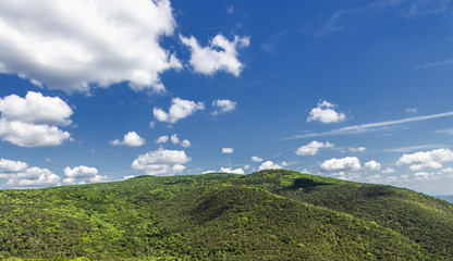 hills covered with green forest