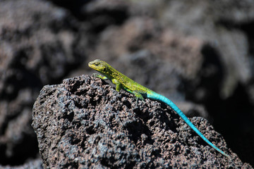 Green lizard on lava rocks, Conguillio National Park, Chile, South America