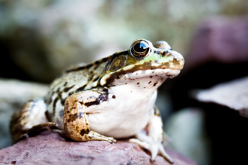 frog portrait, on a rock