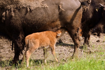 Naklejka na ściany i meble cute buffalo calf drinking milk