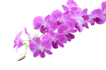 Obraz na płótnie Canvas pink orchids flower on white background with clipping path.
