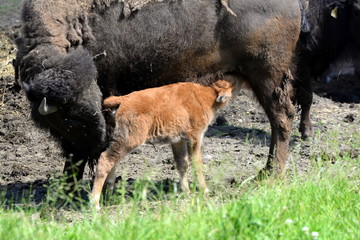 Fototapeta premium Harmonie, Bisonkuh säugt ihr Kalb