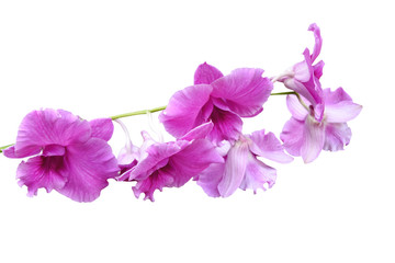 Fototapeta premium pink orchids flower on white background with clipping path.