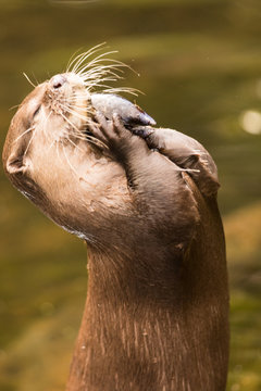 The Praying Otter