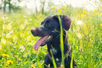 Dog in the flower field