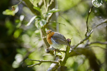 European Robin