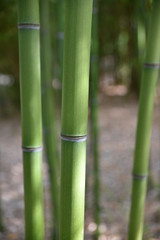 Bambous verts au ptintemps au jardin