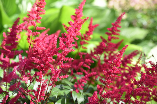 Astilbe rose au printemps au jardin