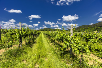 Fototapeta na wymiar green vineyards rows landscape 