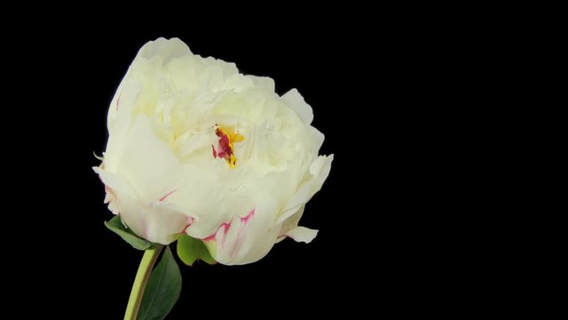 Flowering of White Peony