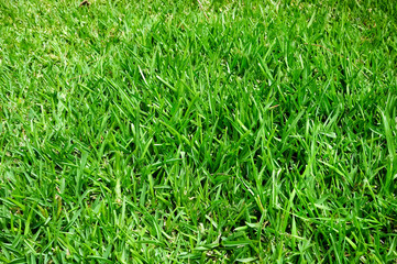 Grass closeup, textured background